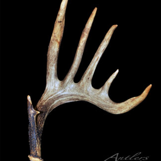 A single brown Dan Cole Shed antler with five pointed tines is displayed on a black background. The curved, textured antler has a thicker base and thinner points. "Antlers by Klaus" appears in white at the bottom right.