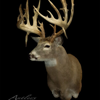 The Gorges Buck, a mounted whitetail deer with large, intricate antlers, is displayed against a black background. "Antlers by Klaus" appears in the lower left corner.
