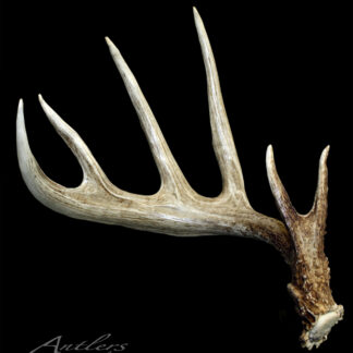 The Conger Shed is a large, brown and white deer antler with multiple pointed tines, featuring a rough base and smooth, tapering points, displayed against a black background.