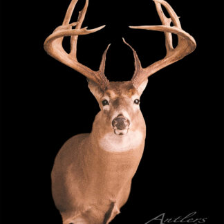 The Lonnie Copeland Buck, with impressive antlers, is mounted and displayed against a solid black background. A small "Antlers by Klaus" watermark appears in the bottom right corner of the image.