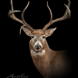 The Corkscrew 6 Point is a mounted deer head with large, branching antlers, perked-up ears, and forward-looking eyes, displayed against a solid black background.