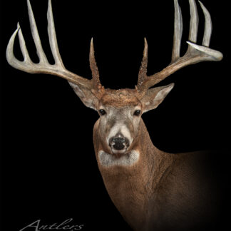 Cosentino features a mounted white-tailed deer with large, symmetrical antlers and many points, facing forward against a black background. The image displays the copyright mark "Antlers by Klaus.