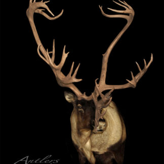 The Crookshank Caribou is a mounted taxidermy head with broad, sweeping antlers and numerous tines, shown against a black background. The Antlers By Klaus watermark appears at the bottom left.
