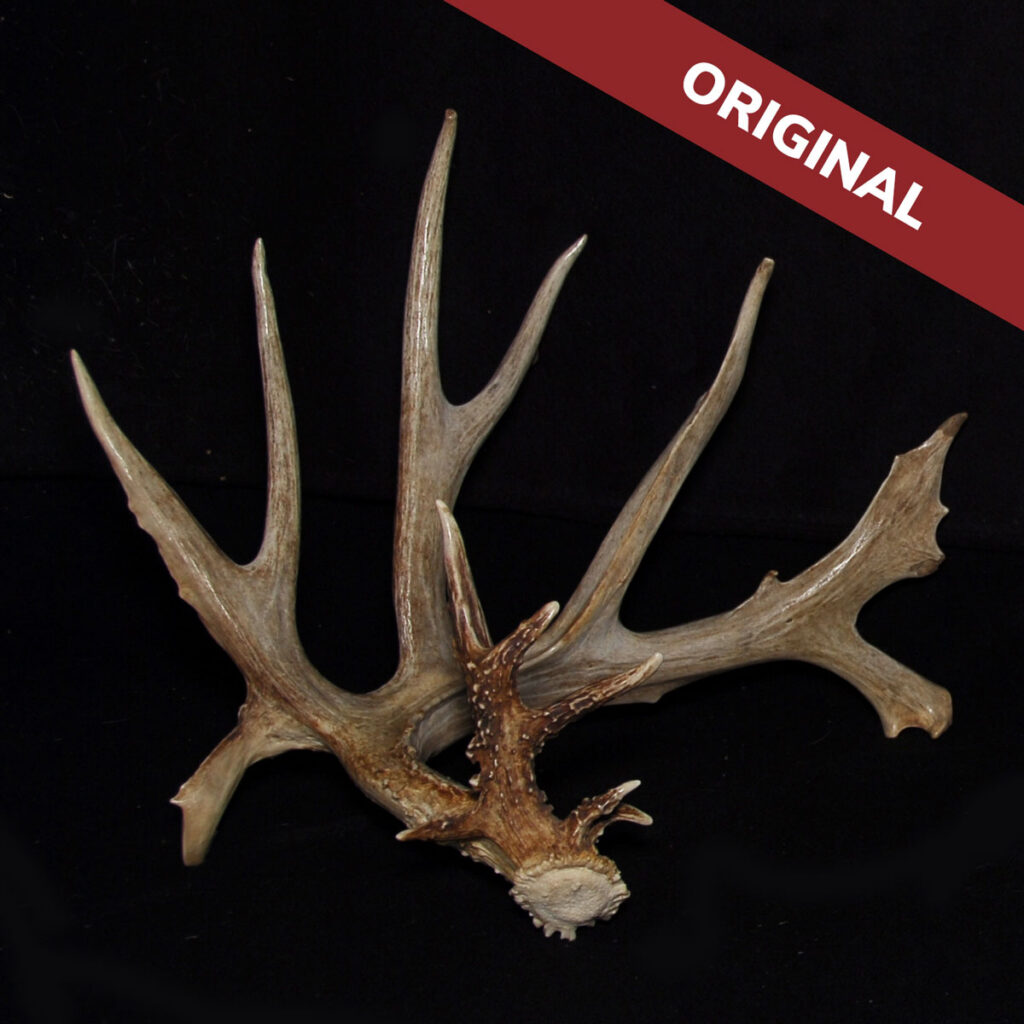 A large, multi-branched deer antler rests on a black background. A red diagonal banner in the top right corner reads ORIGINAL in white text.