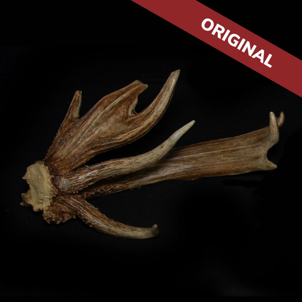 A large, brown, weathered antler with multiple pointed branches displayed on a black background. A maroon banner in the top right corner reads ORIGINAL in white text.