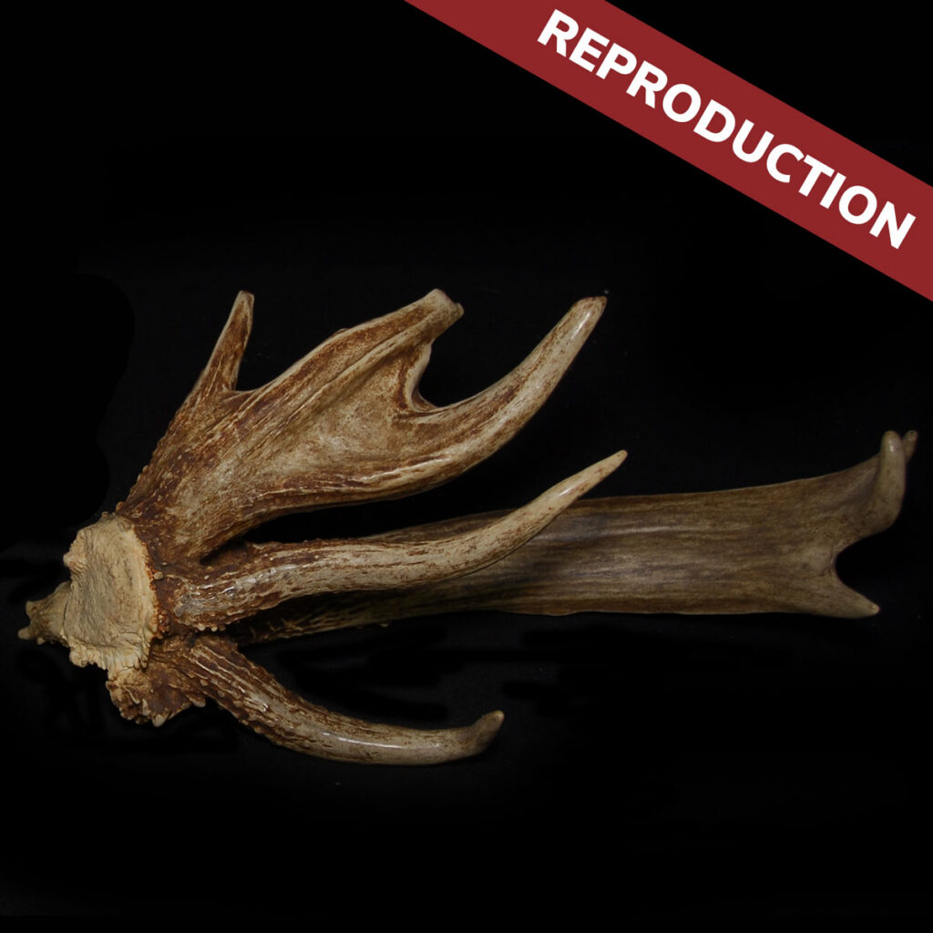 A realistic replica of a brown deer antler is displayed against a black background with a diagonal red banner in the corner reading REPRODUCTION in white letters.