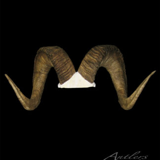 A pair of large, curved brown Wrangell Dall Sheep horns spiral outward symmetrically on a white base against a solid black background. "Antlers by Klaus" is written in the bottom right corner.