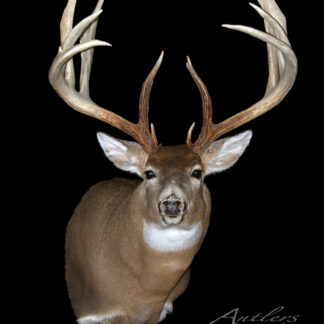 The Damery Sheds features a mounted deer head with large, symmetrical antlers, set against a black background. The deer’s fur is light brown with distinctive white markings on its face and neck.