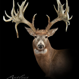 The Dann Hughes Buck is displayed against a black background, featuring the head and upper neck of the mounted deer and showcasing its impressive, intricate antler structure.