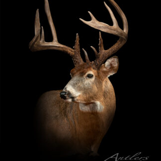 A white-tailed deer with large, elaborate antlers is shown in profile against a black background. Dave Kopp Sheds is written in script at the lower right corner.