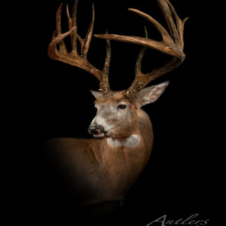 The Chris DeVilliers mount features a lifelike white-tailed deer with large antlers, set against a black background and facing left. The “Antlers by Klaus” logo appears in the lower right corner of the image.