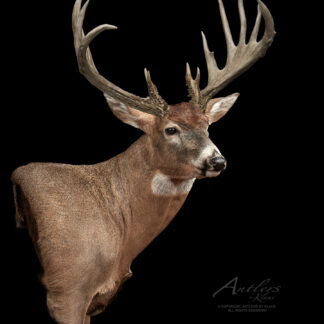 The Deadwood 13 features a lifelike mounted deer head with large, symmetrical antlers, a brown coat, and lighter fur on its neck and around its eyes, all set against a striking black background.