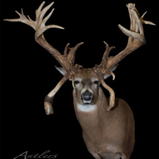 The Del Austin Sheds is a taxidermy mount of a whitetail deer with exceptionally large, complex antlers featuring multiple long, twisted points, displayed against a black background.