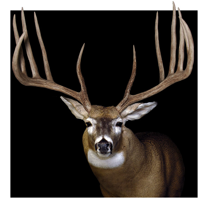 A whitetail deer with a large, impressive set of antlers is shown mounted against a solid black background. The deer faces forward, highlighting the symmetry and size of its antlers.