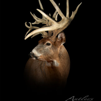 The Denison Buck, a white-tailed deer with massive, intricate antlers, is showcased against a solid black background. Dramatic lighting brings out the detailed antlers and fur texture.
