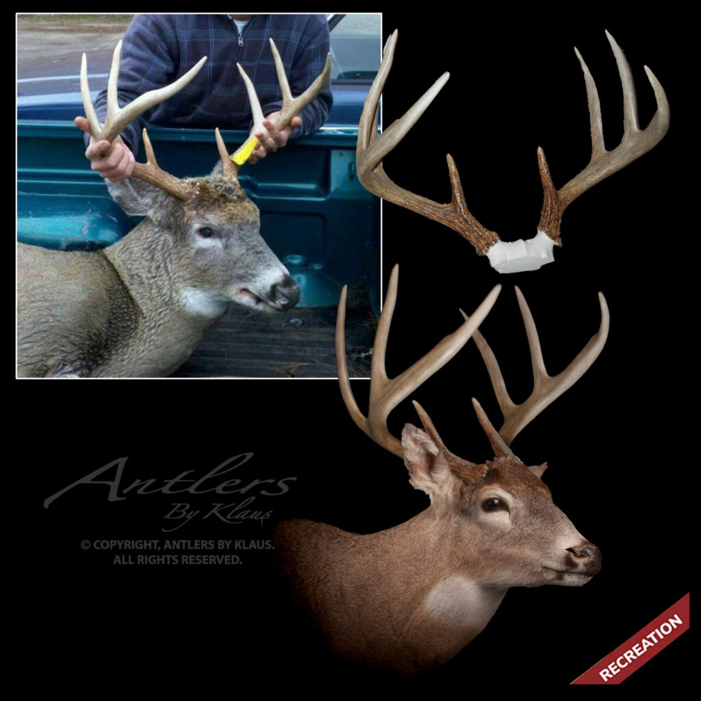 A composite image showing an actual deer with large antlers in a truck bed, a separate set of antlers, and a realistic deer mount recreation labeled RECREATION with Antlers By Klaus watermark.