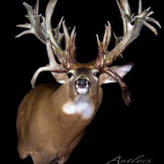 The Double Down is a taxidermy mount of a white-tailed deer showcased against a solid black background, featuring extremely large, intricate antlers with numerous tines and unique formations.