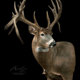 The Drop Dead 5 is a mounted whitetail deer head with large, intricate antlers, featuring brown fur and white markings on the neck and face, displayed against a solid black background.