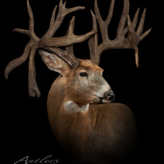 The Dwayne Erb Buck, featuring an exceptionally large and intricate set of antlers, is displayed against a black background with the Antlers By Klaus logo in the bottom left corner.
