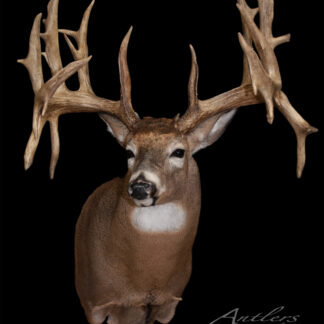Taxidermy mount of a white-tailed deer, the "Edward Pick Buck," featuring an unusually large and complex set of antlers, displayed against a black background. The words “Antlers by Klaus” appear in the lower right corner.
