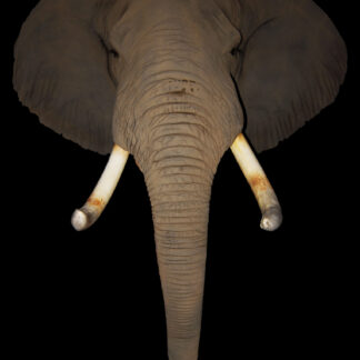 The Elephant Tusks design features a frontal view of an elephant’s head with large ears, long trunk, and curved tusks on a solid black background.
