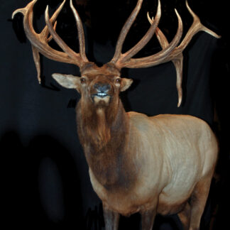 The Sidekick Elk features a large elk with a light brown body, dark brown neck, and expansive multi-point antlers, all showcased against a striking black background.