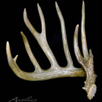 The Knifehandle II Dan Enger is a large six-tine white-tailed deer antler with brow tine, rough textured base, and smooth tines, displayed on a black background. "Antlers by Klaus" appears in the corner.