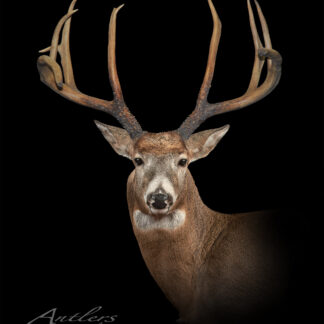 A white-tailed deer with wide, tall, symmetrical antlers and multiple points is shown against a black background. “Enright 4x4” is written in the lower left corner.