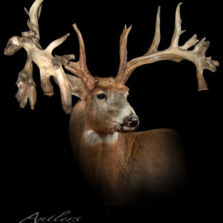 Farmer Buck, a mounted deer with an unusually large and complex set of antlers, is displayed against a black background. The exaggerated, irregular tines create a striking visual effect.