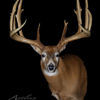 A mounted white-tailed deer with large, symmetrical antlers is displayed against a black background. The chest-up view highlights its impressive spread, and “Flemming Sheds” is visible in the corner.