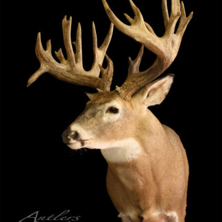 The Franklin Giant is a mounted deer head with large, multi-point antlers, tan fur, and a white neck and muzzle, displayed against a black background. The impressive antlers are prominently featured.
