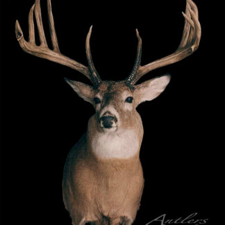 The John Frederick Buck is displayed mounted against a solid black background, facing forward and showcasing its detailed fur and large, intricately branched antlers.