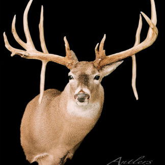 The Freihage Buck, a mounted whitetail deer head with large asymmetrical antlers, is displayed against a solid black background. "Antlers by Klaus" appears in the lower right corner.