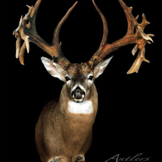 Jerry Froma, a mounted taxidermy deer head with large, complex asymmetrical antlers featuring many irregular tines and textures, is displayed against a black background with the Antlers By Klaus logo in the bottom right corner.
