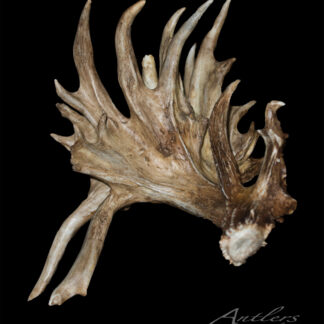 The Fulton Shed is a large, intricately branched antler with multiple points and textured surfaces, displayed against a solid black background. The Antlers By Klaus logo appears in the bottom right corner.