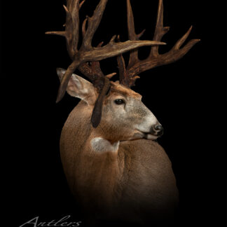 A white-tailed deer with large, intricate antlers is shown in profile against a black background. The image is detailed and professionally lit, highlighting the deer's face and antlers. Funk Buck is written in the corner.