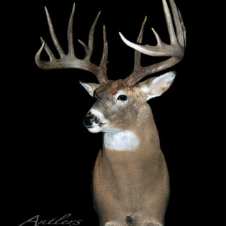 The Rene Gauthier Buck, a taxidermy mount of a white-tailed deer with large, multi-pointed antlers, is showcased against a black background with the Antlers by Klaus logo in the lower left corner.