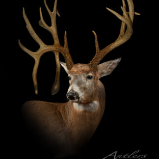 A mounted deer head with large, symmetrical antlers is displayed against a black background. The animal’s light brown fur contrasts with its white neck and chest. “Chillicothe Sheds” appears subtly in the lower right corner.