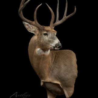The Great 8, a mounted deer head with large antlers, features brown fur with white patches on its neck and muzzle, displayed against a solid black background.