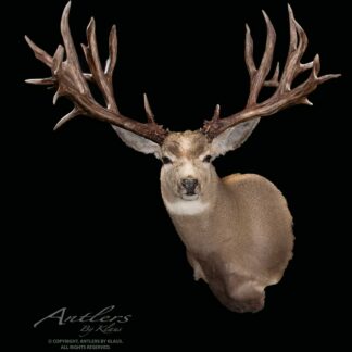 The Hollingworth Mule Deer taxidermy mount features a forward-facing deer with impressive, multi-pointed antlers, showcased against a solid black background.