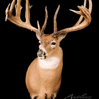 The Randy Hacker Buck is a mounted white-tailed deer with large, multi-point antlers, displayed against a black background. The deer faces slightly right, highlighting its impressive antler spread.
