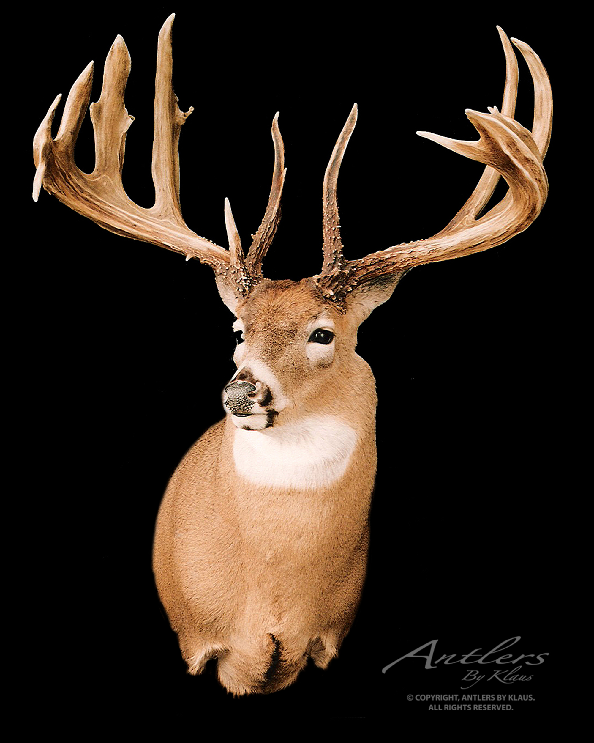 Randy Hacker Buck - Antlers by Klaus