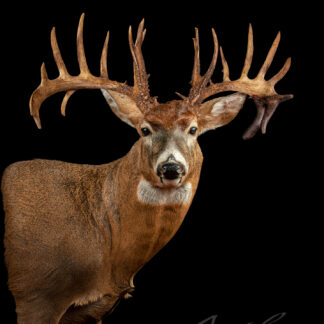 A mounted Handeland Buck deer head with large, elaborate antlers on a black background. The text “Antlers by Klaus” appears in the bottom right corner.