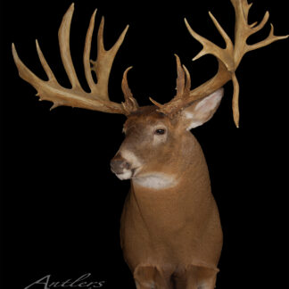 The Harold Smith Buck, a mounted deer head with impressive, branching antlers, is displayed against a black background. "Harold Smith Buck" is written in the lower left corner.