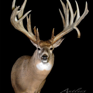 A mounted deer, identified as Scott Hartman Sheds, faces forward with large, wide antlers against a black background. “Antlers by Klaus” appears as a watermark in the lower right corner.