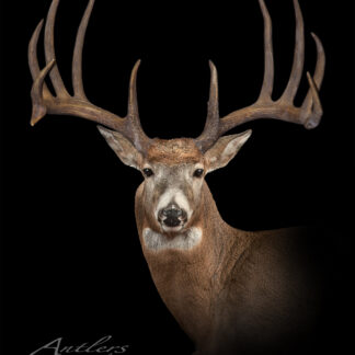 The Heart Attack Buck is a mounted deer head with large, branching antlers displayed against a black background. The wide, impressive antlers stand out, with "Antlers by Klaus" text featured in the lower left corner.