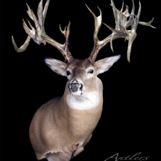 The Heartbreaker Buck features a mounted white-tailed deer with broad, thick, asymmetrical antlers full of points, set against a solid black background.