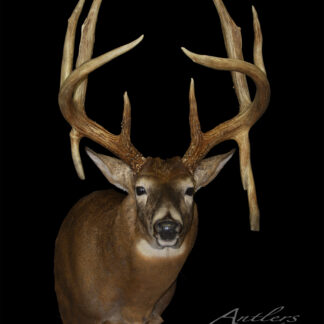 Taxidermy mount of the Hermanson Record 8 Point buck with wide, impressive antlers against a black background. The buck faces forward, showcasing detailed fur and antlers. "Antlers By Klaus" is displayed in the bottom right corner.