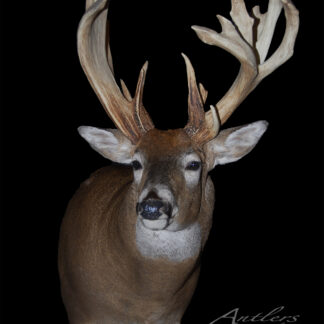 The Hoefle Buck, with impressive branching antlers and light brown fur with a white underside and throat, is mounted against a black background. "Antlers By Klaus" appears in the corner.