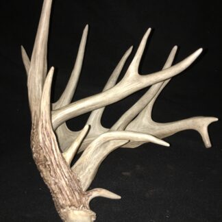 The Hauser Shed, a large multi-point deer antler, rests on a black surface, accentuating its texture and natural color variations.